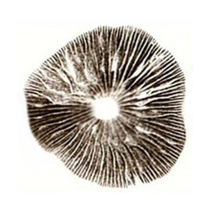 Impronta di spore Psilocybe Cubensis Ecuador