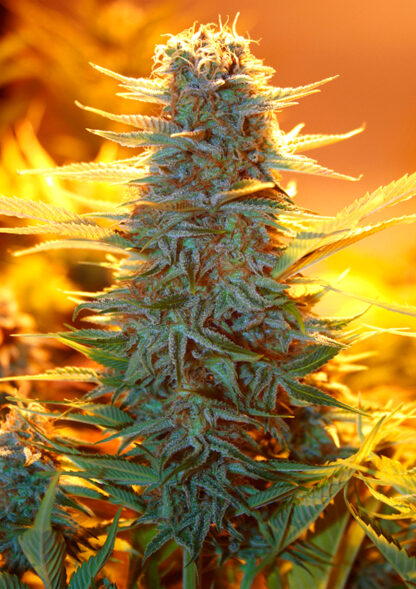 semi di AK47 2.0 Auto by Hand Selected Seeds - immagine 4