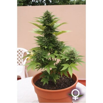 semi di AK47 2.0 Auto by Hand Selected Seeds - immagine 3