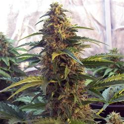 semi di AK47 2.0 Auto by Hand Selected Seeds