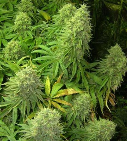 Big Bud di Sensi Seeds, 3 semi - immagine 4