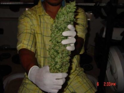 Big Bud di Sensi Seeds, 3 semi - immagine 2