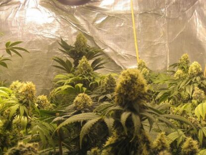 Big Bud di Sensi Seeds, 3 semi - immagine 3