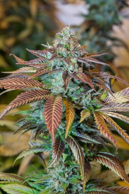 Lemon Kush Headband H.S.O. 5 semi