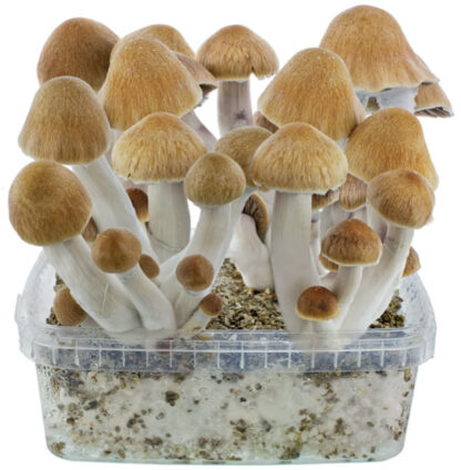 Kit coltivazione funghi magici