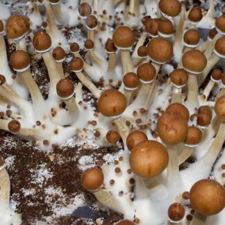 funghi magici B+