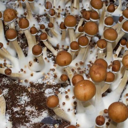 funghi magici B+