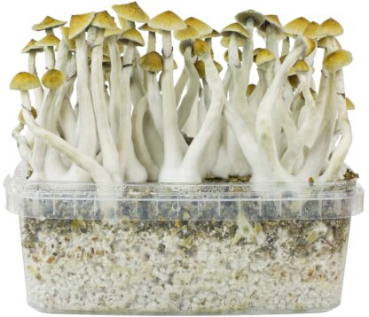 kit coltivazione funghi allucinogeni Psilocybe cubensis B+