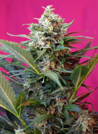 BIG DEVIL XL AUTO® by Sweet Seeds, 3 semi +1 OMAGGIO