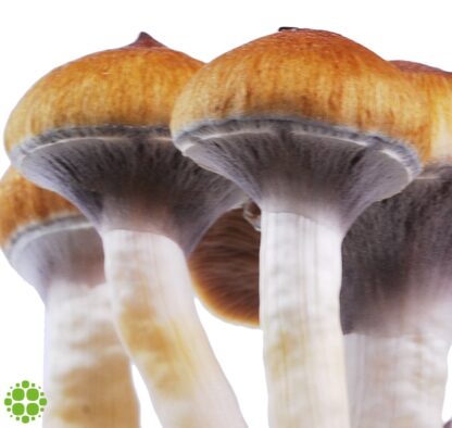 Spore funghi INNERVISIONS Psilocybe cubensis Amazon, 10ml
