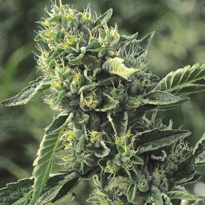 O.G. Kush by Humboldt Seeds org., 5 semi