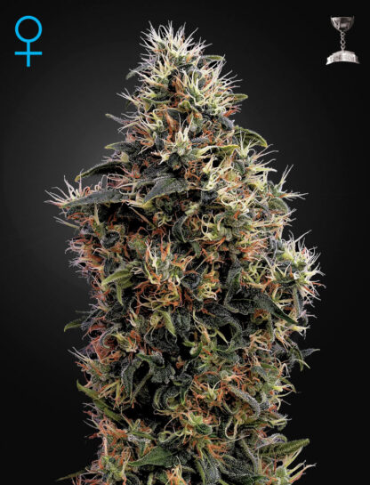 Sweet Mango Auto Greenhouse seeds, 5 semi