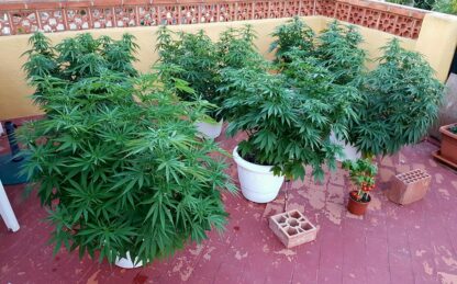 PSICODELICIA® by Sweet Seeds, 3 +1 semi - immagine 2