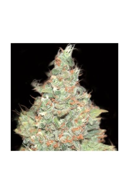 WEMBLEY Autofiorenti - pyramid seeds, 3 semi