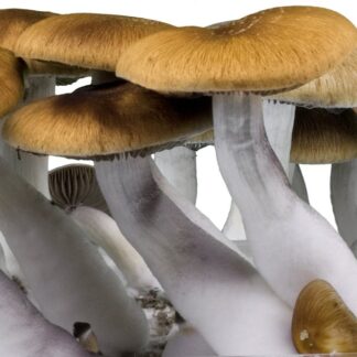 Funghi magici Golden Teacher