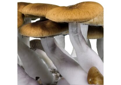 Funghi magici Golden Teacher