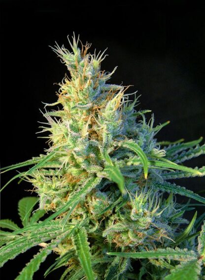 PSICODELICIA® by Sweet Seeds, 3 +1 semi