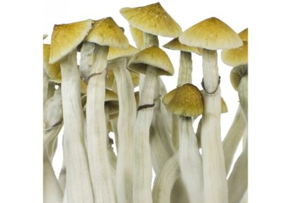 Spore funghi INNERVISIONS Psilocybe cubensis B+, 10ml