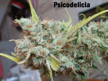 PSICODELICIA® by Sweet Seeds, 3 +1 semi - immagine 3