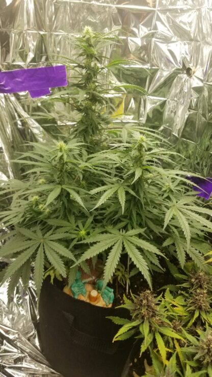 Auto Tutankhamon di Pyramid Seeds, 3 semi + 1 seme OMAGGIO! - immagine 2