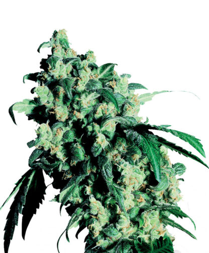 Super Skunk by Sensi Seeds, 5 semi