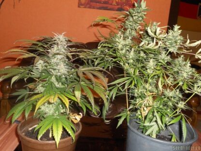White Skunk by Sensi Seeds White Label, 5 semi - immagine 3