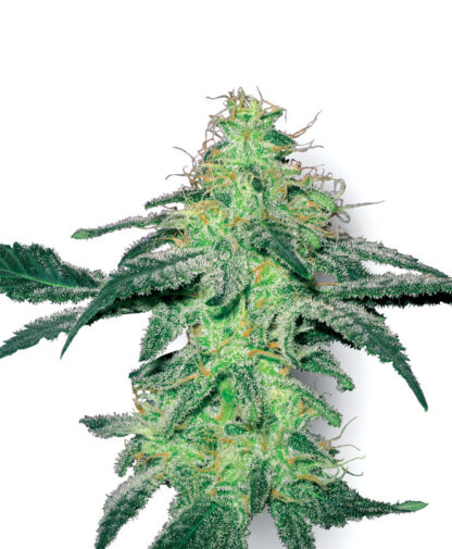 White Skunk by Sensi Seeds White Label, 5 semi