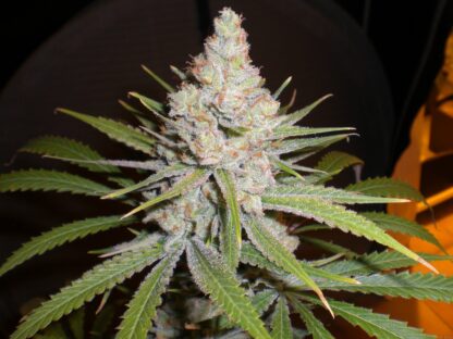 White Skunk by Sensi Seeds White Label, 5 semi - immagine 2