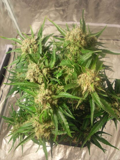 Cream Caramel Auto® di Sweet Seeds, 3 semi +1 - immagine 4