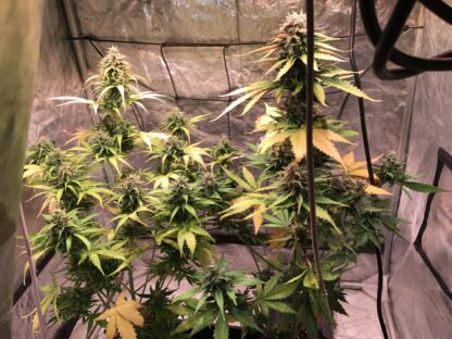 Cream Caramel Auto® di Sweet Seeds, 3 semi +1 - immagine 3