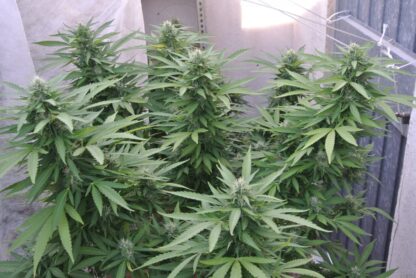 Skunk #1 di Sensi Seeds, 3 semi - immagine 3