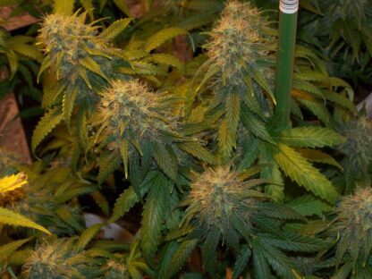 Super Skunk by Sensi Seeds, 5 semi - immagine 2