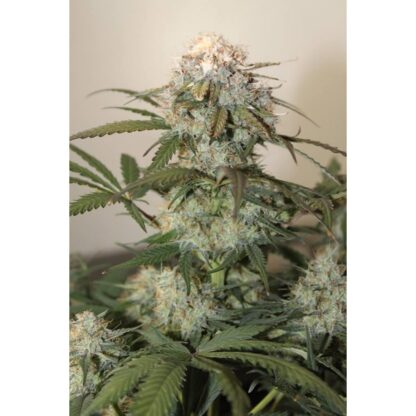 Cream Caramel Auto® di Sweet Seeds, 3 semi +1 - immagine 2