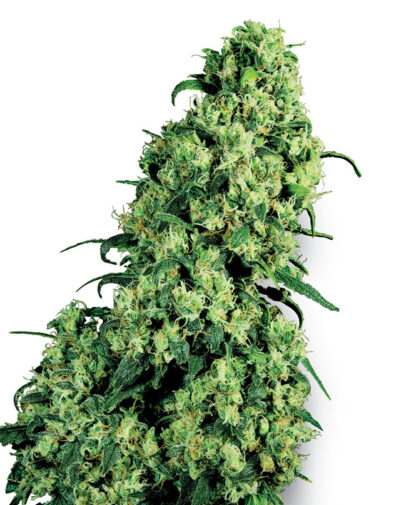 Skunk #1 di Sensi Seeds, 3 semi
