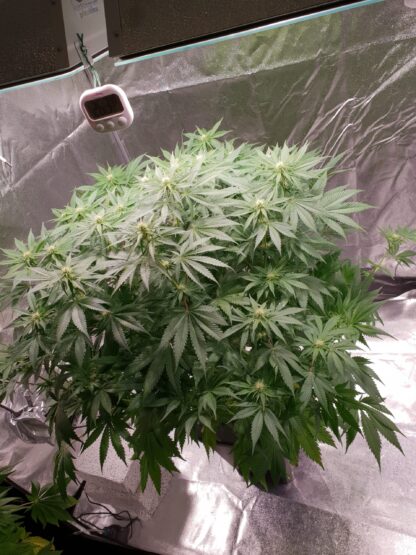 semi Delahaze by Paradise Seeds - immagine 9