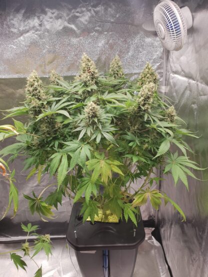 semi Delahaze by Paradise Seeds - immagine 11