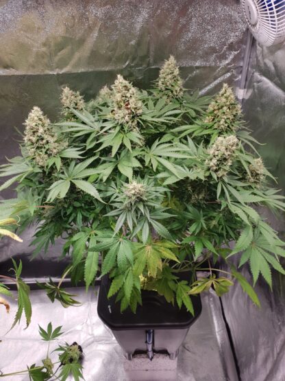 semi Delahaze by Paradise Seeds - immagine 10