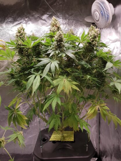 semi Delahaze by Paradise Seeds - immagine 13
