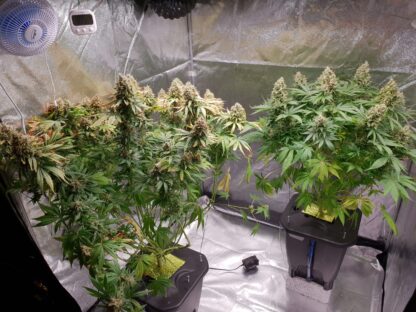 semi Delahaze by Paradise Seeds - immagine 12