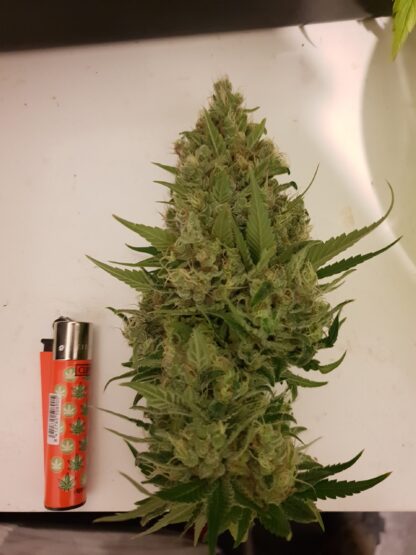 semi Delahaze by Paradise Seeds - immagine 15