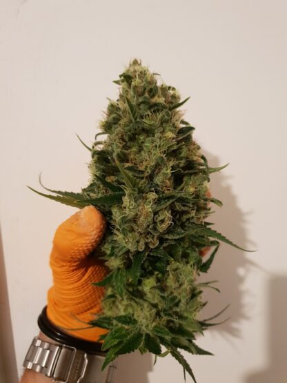 semi Delahaze by Paradise Seeds - immagine 14