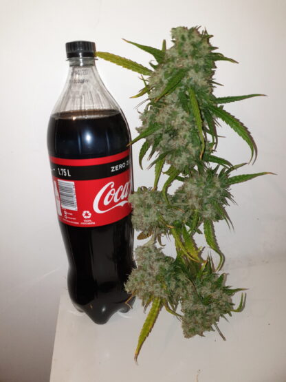 semi Delahaze by Paradise Seeds - immagine 18