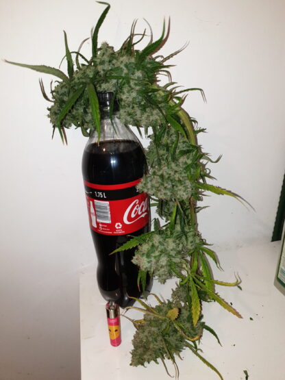 semi Delahaze by Paradise Seeds - immagine 19