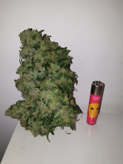 semi Delahaze by Paradise Seeds - immagine 20