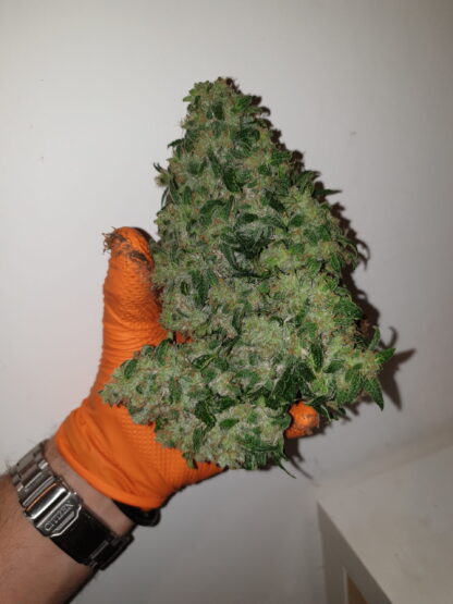 semi Delahaze by Paradise Seeds - immagine 16