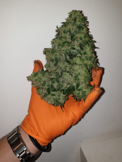 semi Delahaze by Paradise Seeds - immagine 17