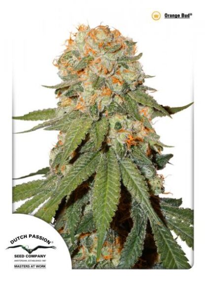 Orange Bud ® Dutch Passion, 3 semi