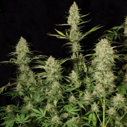 semi Delahaze by Paradise Seeds - immagine 7