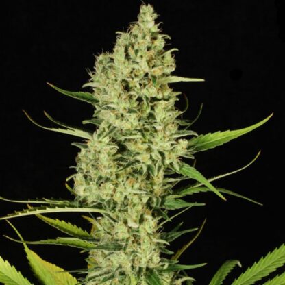 semi Delahaze by Paradise Seeds