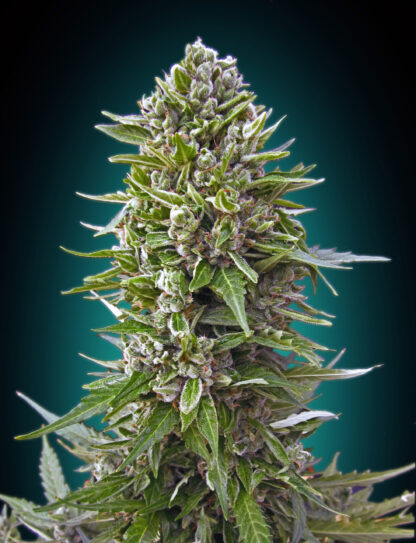 Auto Northern Lights di 00 Seeds, 5 semi